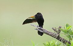 White-winged Widowbird